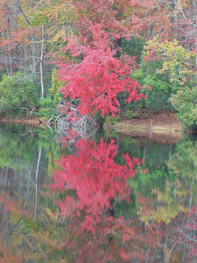 Fall Photograph - Autumn Pink #1 by Matthew Seufer