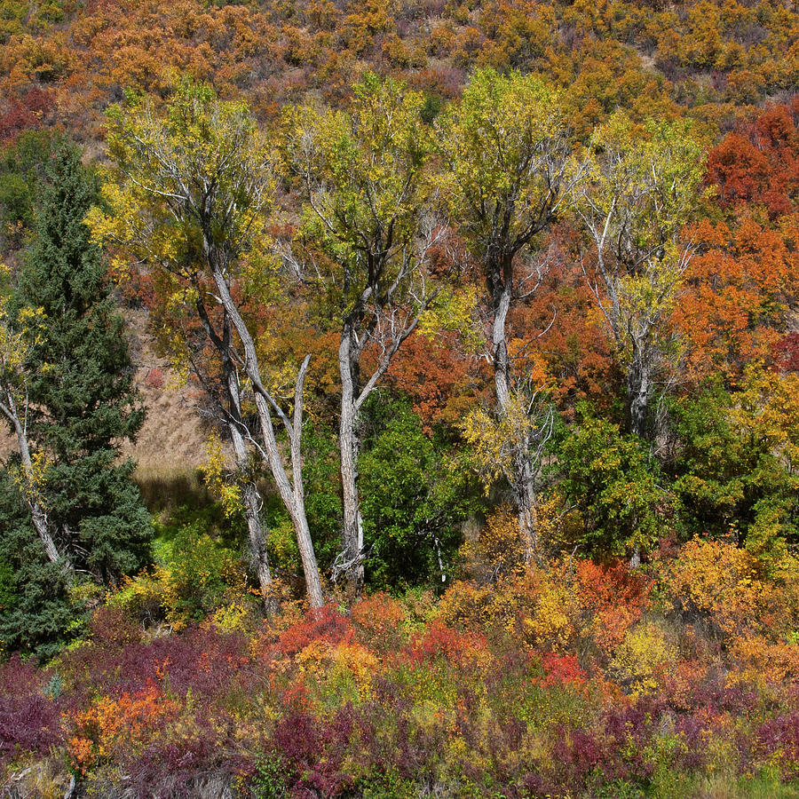 Autumn Rainbow of Color Photograph by Cascade Colors