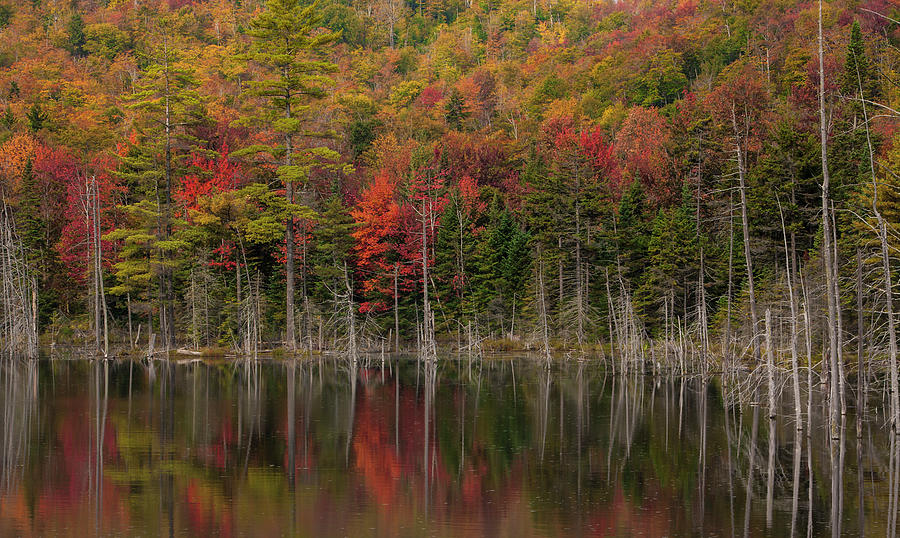 Autumn Reflection Adirondack National #1 Photograph by Bob Pool