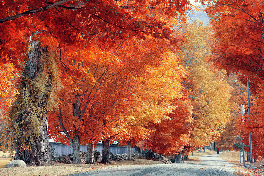 Fall Photograph - Country Road  by Magda Bognar