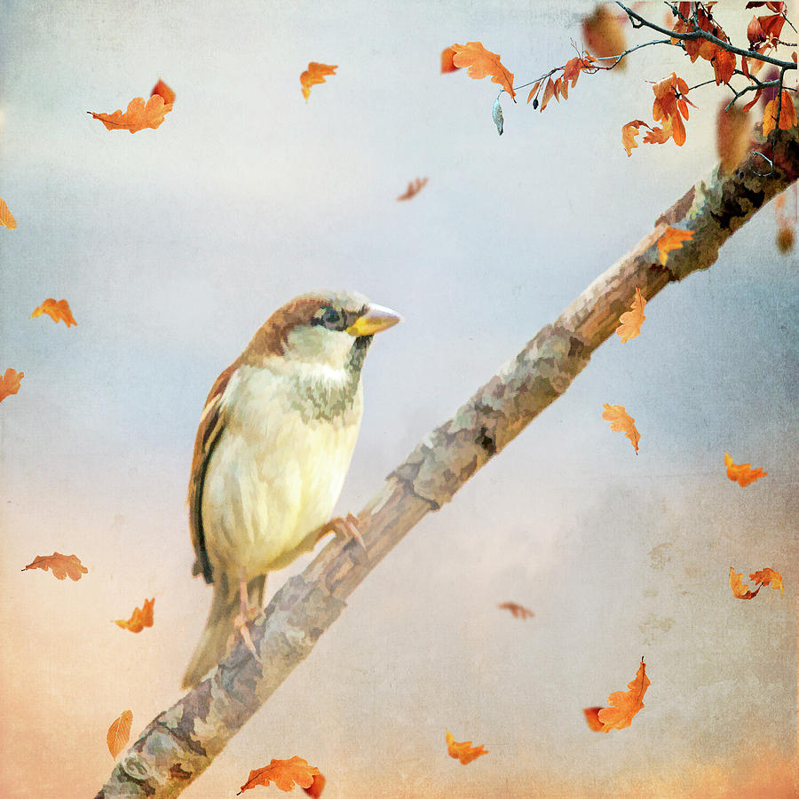 Autumn Sparrow #1 Photograph by Cathy Kovarik