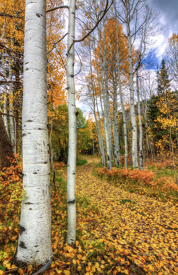Fall Photograph - Autumn Stroll #1 by Bill Sherrell