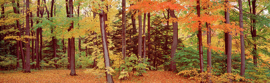 Autumn Trees In A Forest, Chestnut #1 Photograph by Panoramic Images