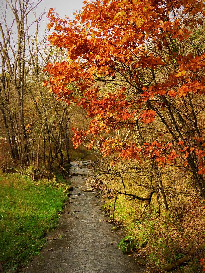 Autumn Trout Stream  #1 Photograph by Lori Frisch