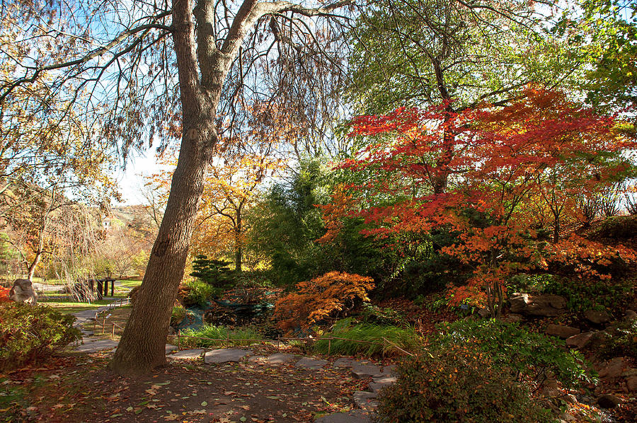 Autumnal Path Through Japanese Garden #2 Photograph by Jenny Rainbow