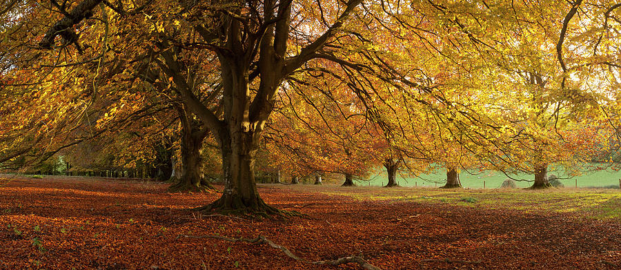 Avenue Of Beech Trees, Hampshire #1 Photograph by Travelpix Ltd