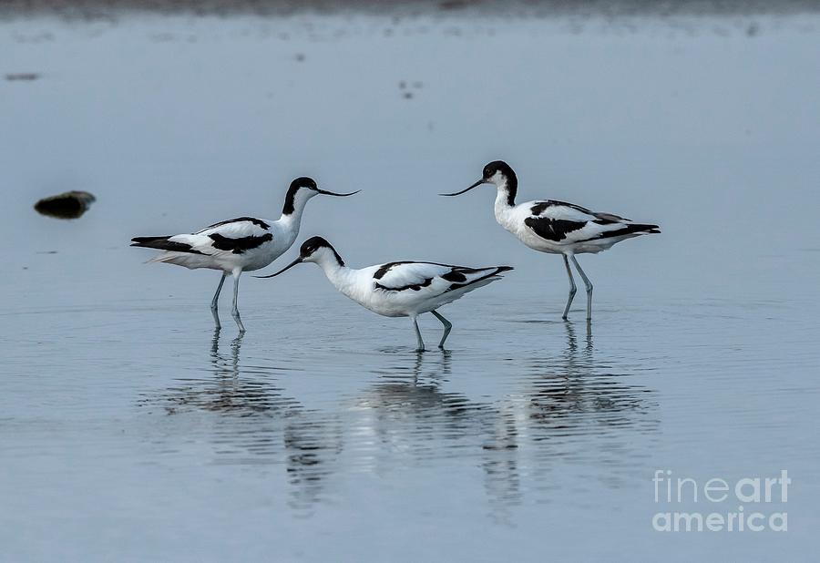 Avocets #1 Photograph by Bob Gibbons/science Photo Library