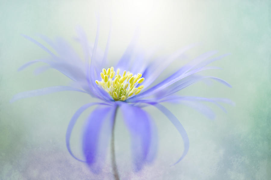 Flower Photograph - Awakening #1 by Jacky Parker