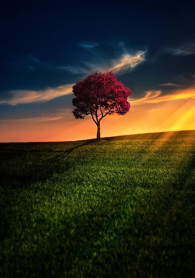 Spring Photograph - Awesome Solitude #1 by Bess Hamiti