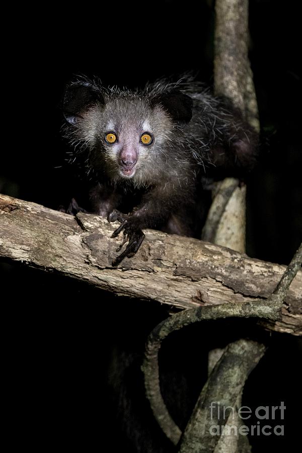 Aye Aye Photograph by Tony Camacho/science Photo Library - Fine Art America