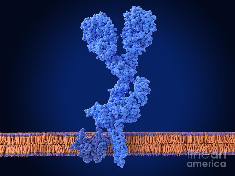 B Cell Receptor Photograph By Juan Gaertner/science Photo Library ...