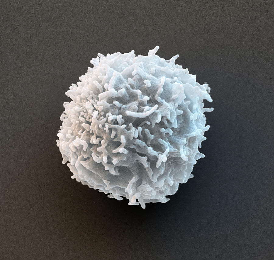 B Lymphocyte, Sem #1 Photograph by Oliver Meckes EYE OF SCIENCE