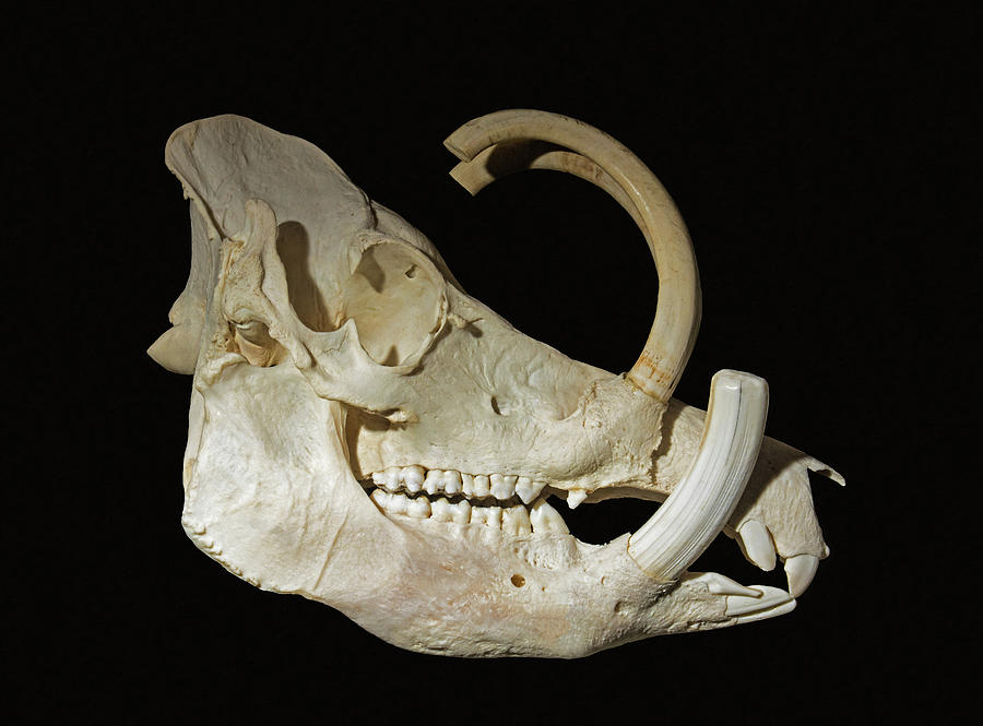 Babirusa Skull #1 Photograph by Millard H. Sharp
