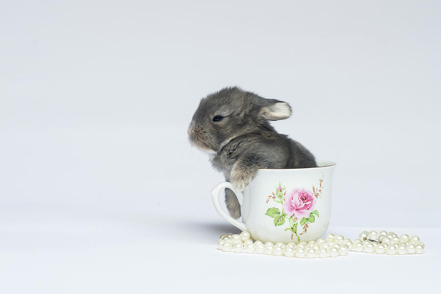 baby teacup bunnies