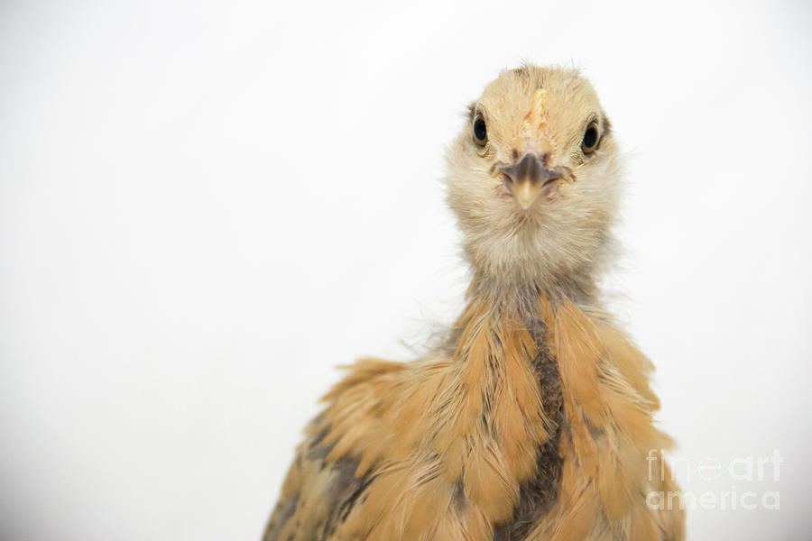 Baby Chicken #1 Photograph by Jeannette Hunt