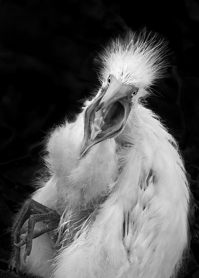 Baby Egret #1 Photograph by Ti Wang