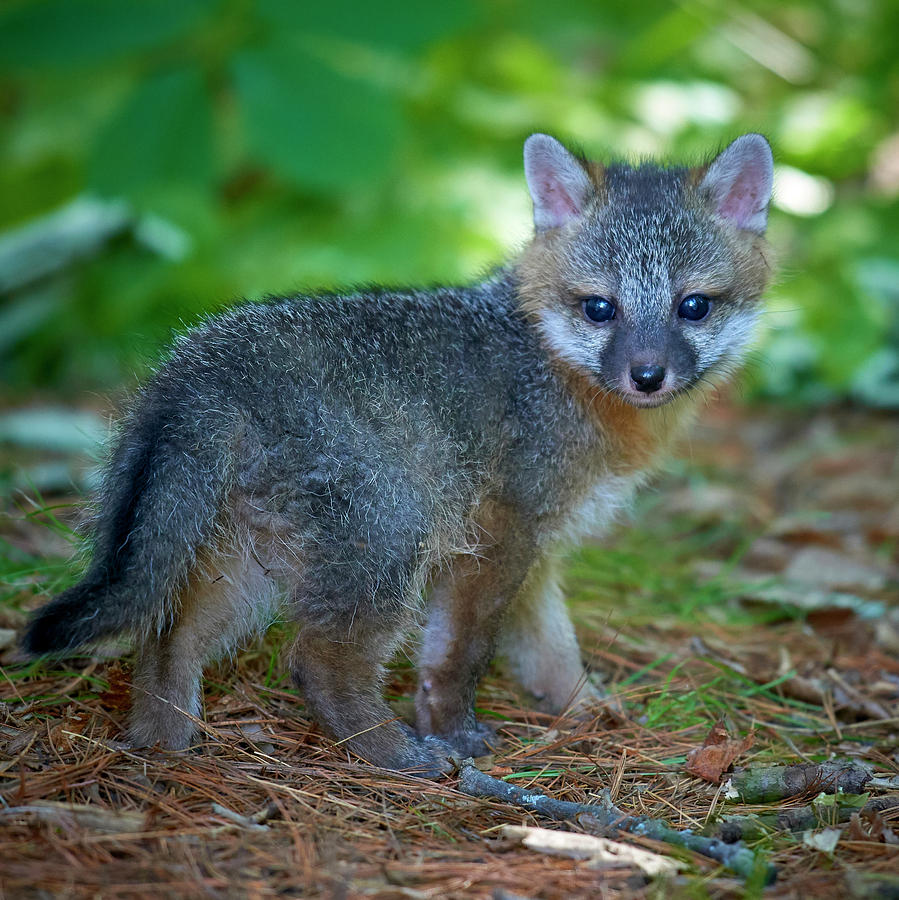 baby gray fox animal