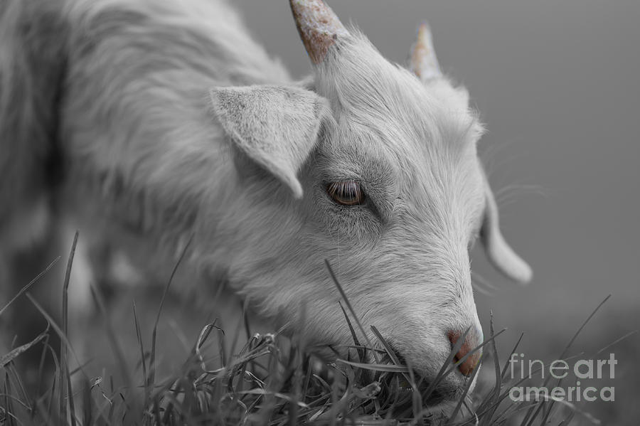 Baby Goat #1 Photograph by Eva Lechner