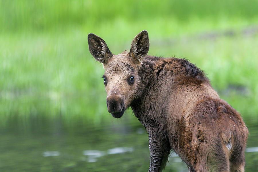 Baby Moose #1 Photograph by Ronnie And Frances Howard