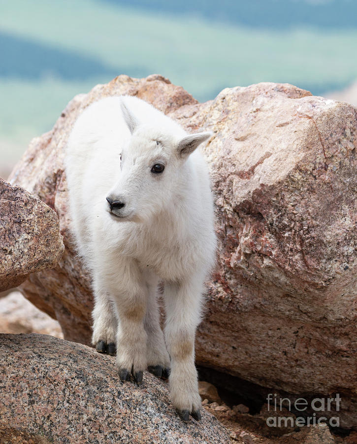 Baby Mountain Goat Photograph