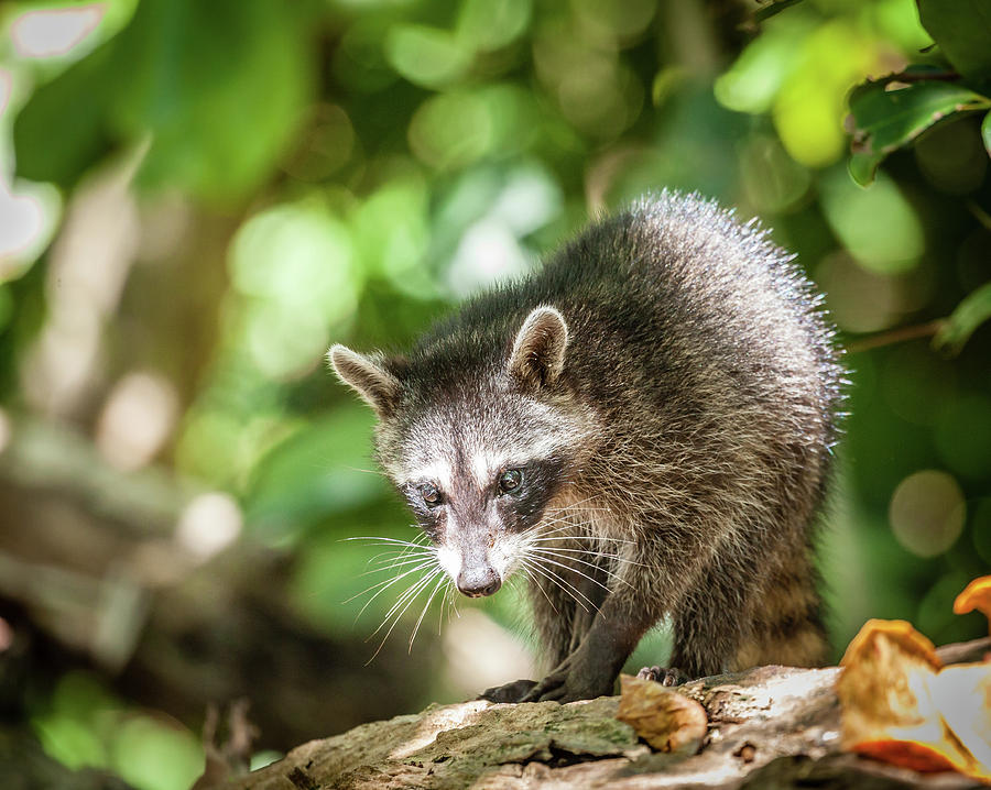 Baby Racoon In The Wild Photograph