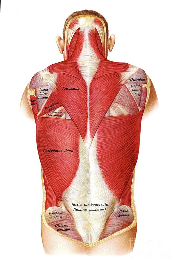 Back Muscles #1 by Microscape/science Photo Library