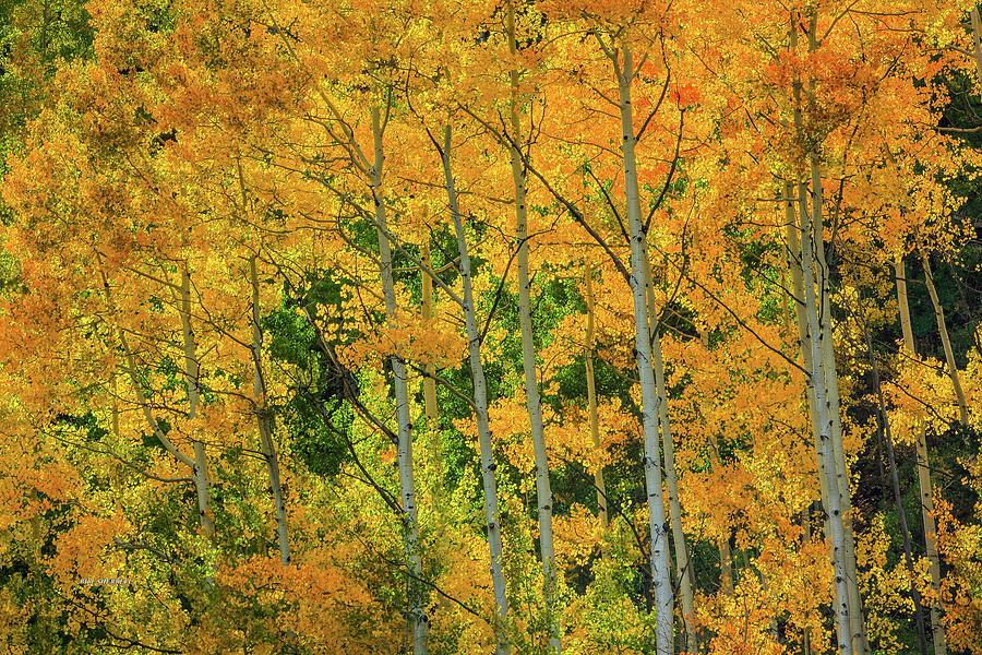 Backlit Embrace Photograph by Bill Sherrell | Fine Art America