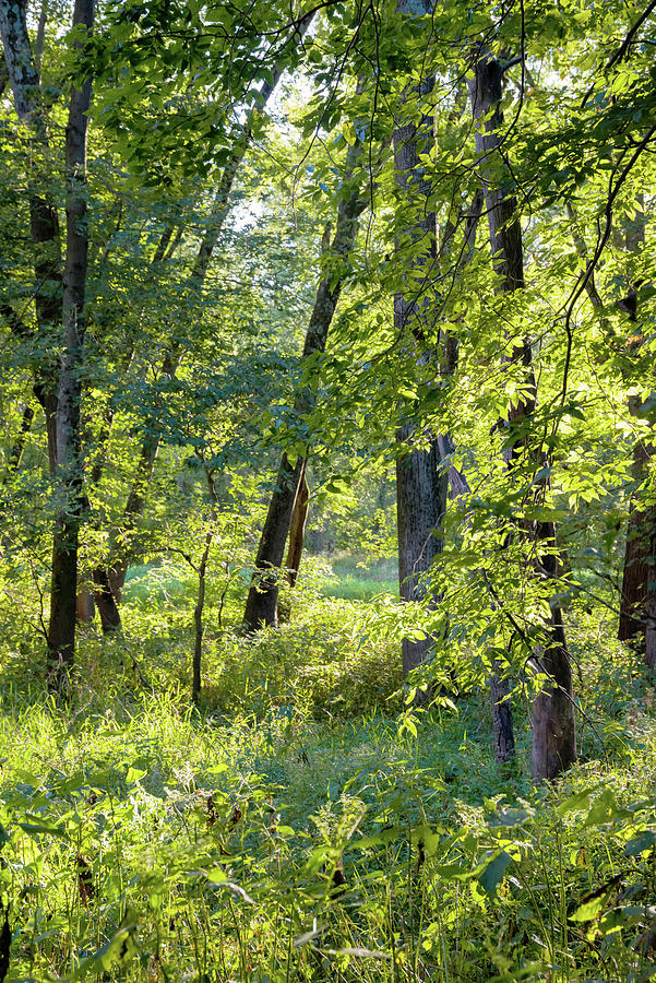 Backlit Forest, Tippecanoe State Park Photograph by Anna Miller - Fine ...