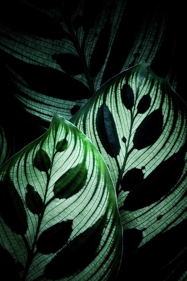 Backlit Leaf Pattern Digital Art by David Pinzer - Fine Art America