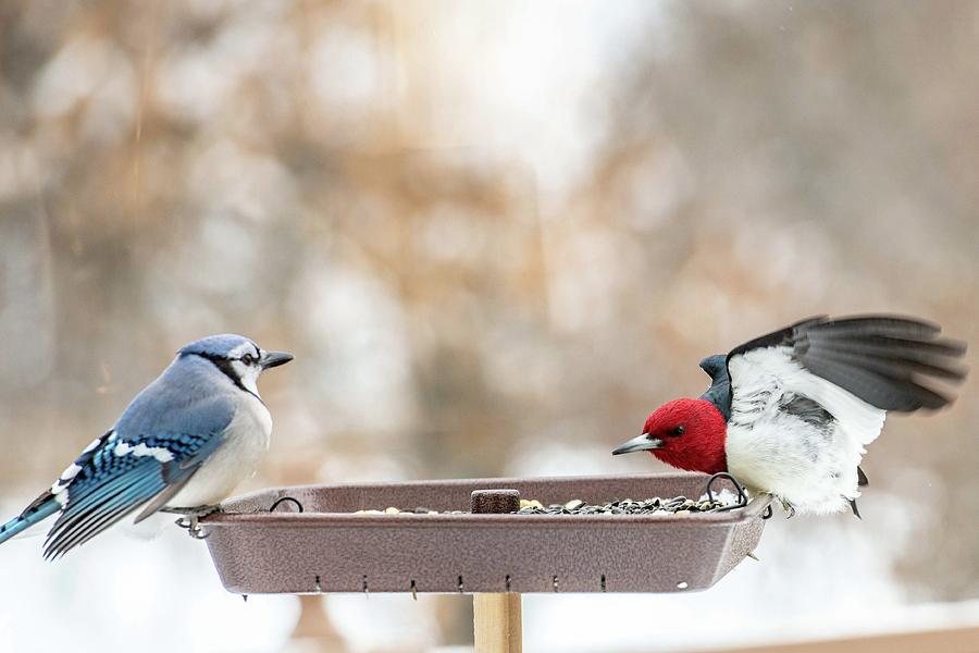Backyard birds - Blue Jay and Red-Headed Woodpecker by Garrick Besterwitch