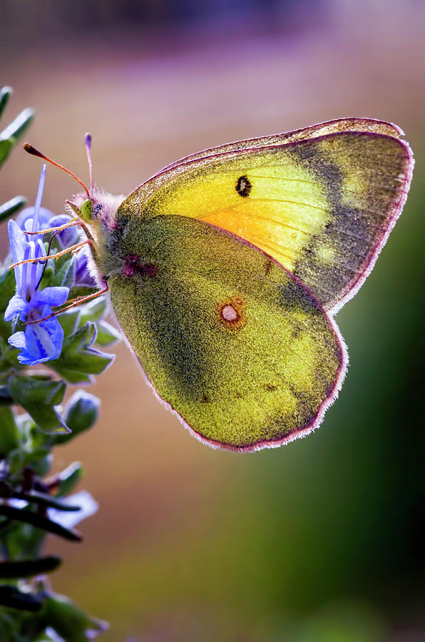 Backyard Butterfly #1 Photograph by Dean Fikar