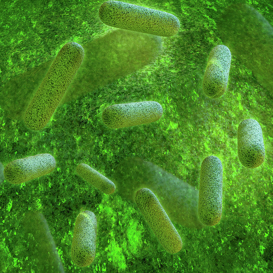 Bacteria - 3d rendered illustration Digital Art by Xt Render - Fine Art ...