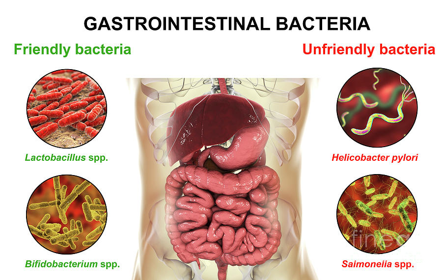 Bacteria In Human Intestine Photograph By Kateryna Konscience Photo