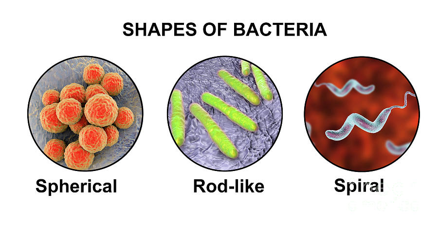 Bacteria Of Different Shapes #1 Photograph by Kateryna Kon/science Photo Library