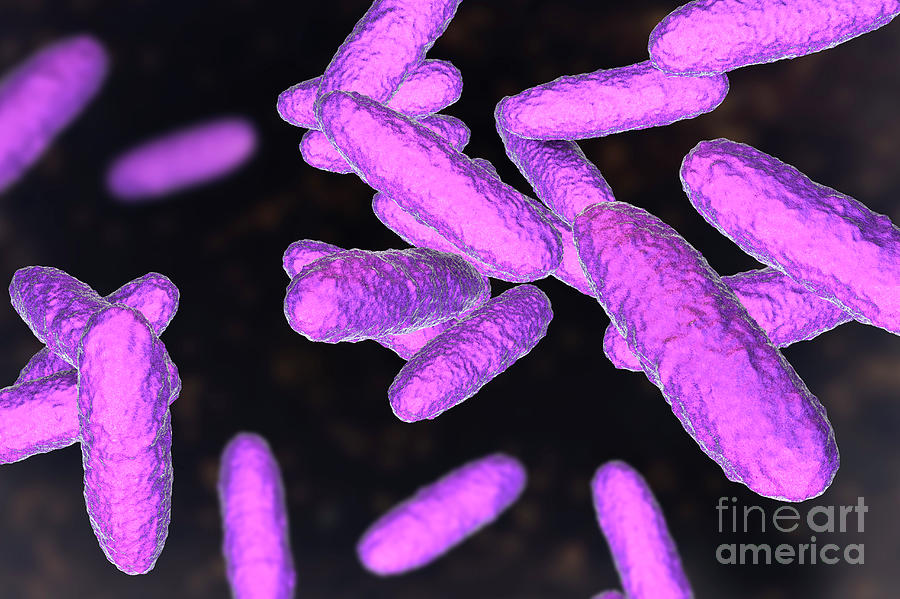 Bacteria Of Donovanosis Infection Photograph by Kateryna Kon/science ...