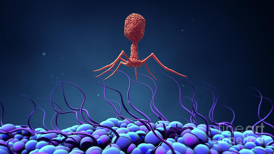 Bacteriophage Infecting Bacterium Photograph By Design Cellsscience Photo Library 