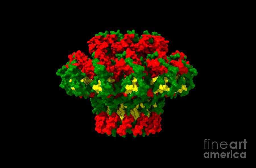 Bacteriophage T4 Portal Protein Gp20 Photograph By Dr Victor Padilla Sanchez Phd Washington 0590