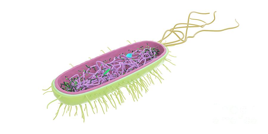 Bacterium #1 by Sebastian Kaulitzki/science Photo Library