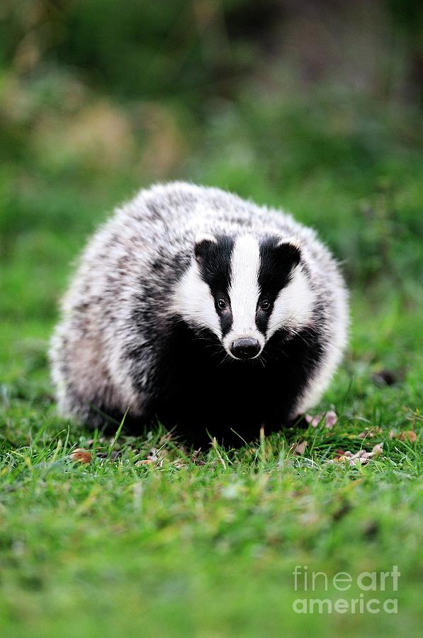 Nature Photograph - Badger #1 by Colin Varndell/science Photo Library