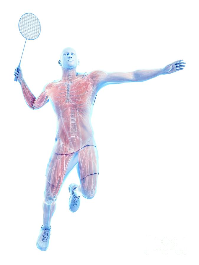 Badminton Player's Muscles #1 Photograph by Sebastian Kaulitzki/science ...