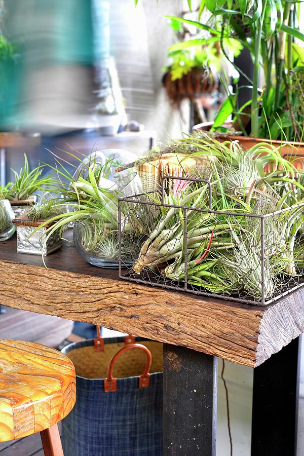 Balcony Garden Of Air Plants In Various Vessels #1 Photograph by Great Stock!