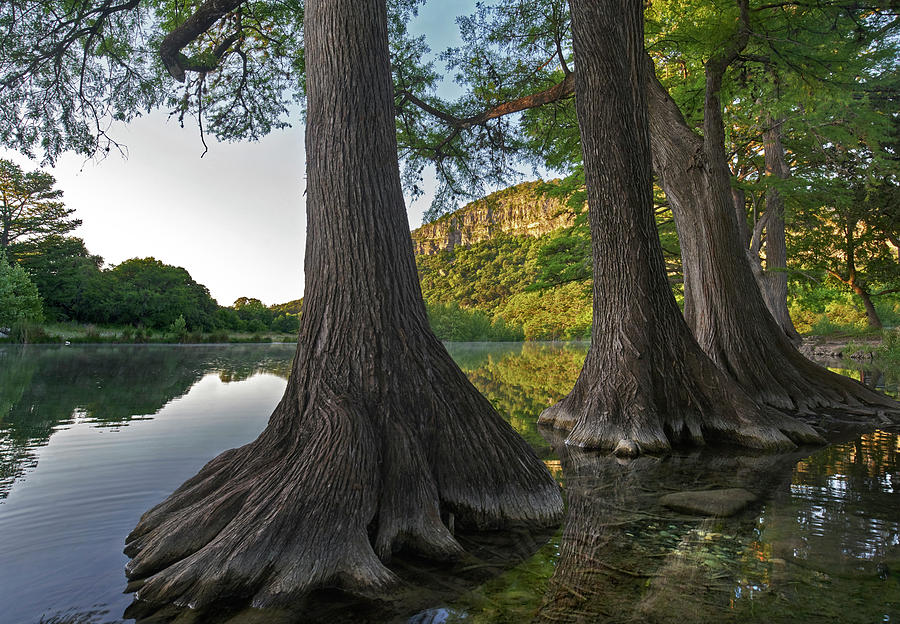 Bald Cypress Trees In River, Frio River, Old Baldy Mountain, Garner State Park, Texas #1 Photograph by Tim Fitzharris