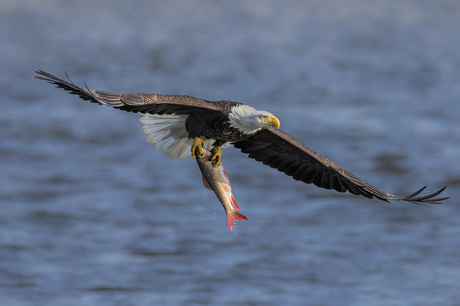 Eagle Photograph - Bald Eagle Catching Fish #1 by Jun Zuo