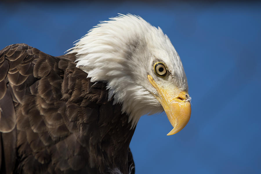 Bald Eagle #1 Photograph by Deborah Ritch
