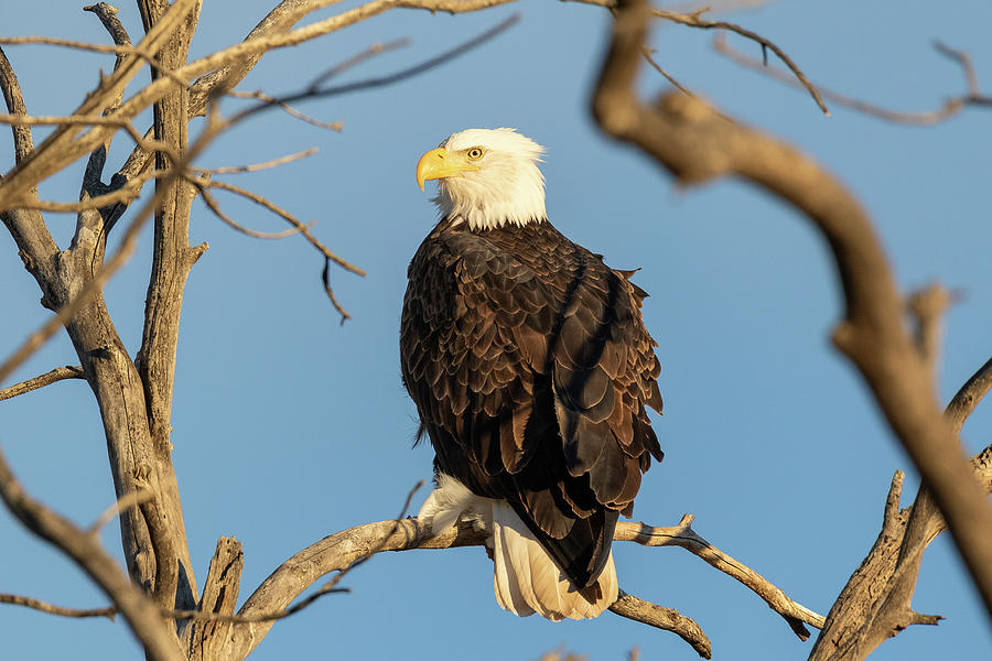 Bald Eagle Framed by Branches Photograph by Tony Hake - Pixels