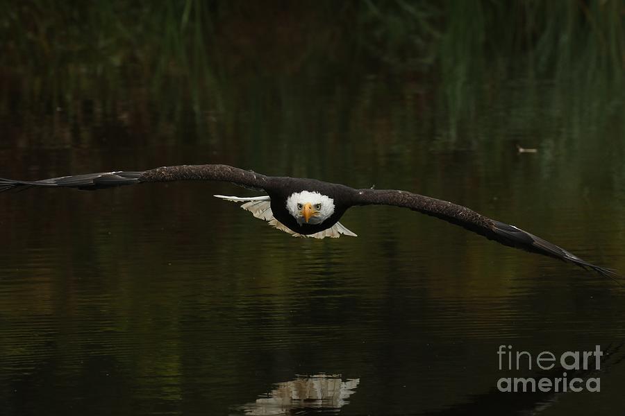 Bald eagle in flight  #1 Photograph by Heather King