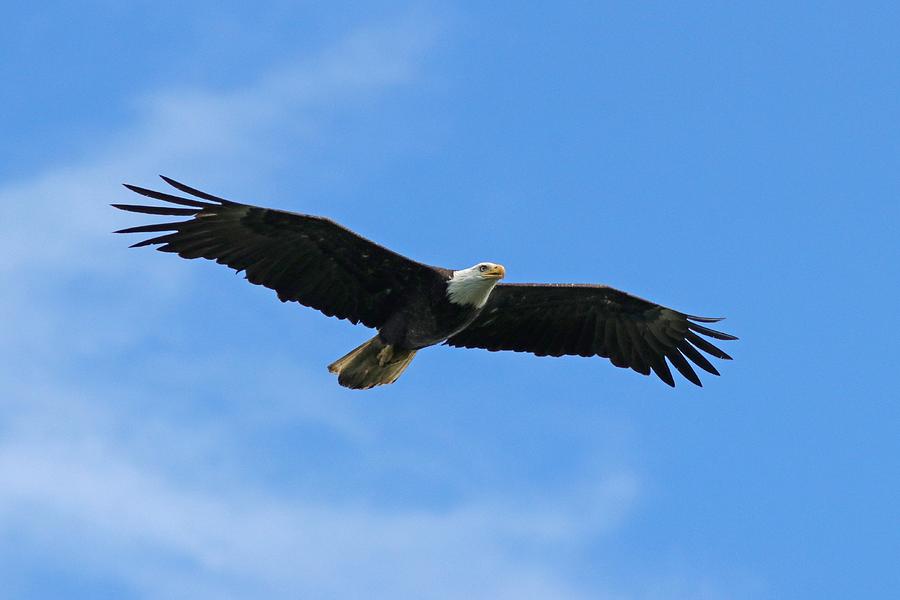 Bald Eagle in flight Photograph by Joseph Siebert - Pixels