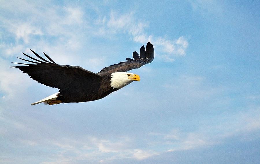 Bald Eagle in Flight #1 Photograph by Kim Blaylock - Fine Art America