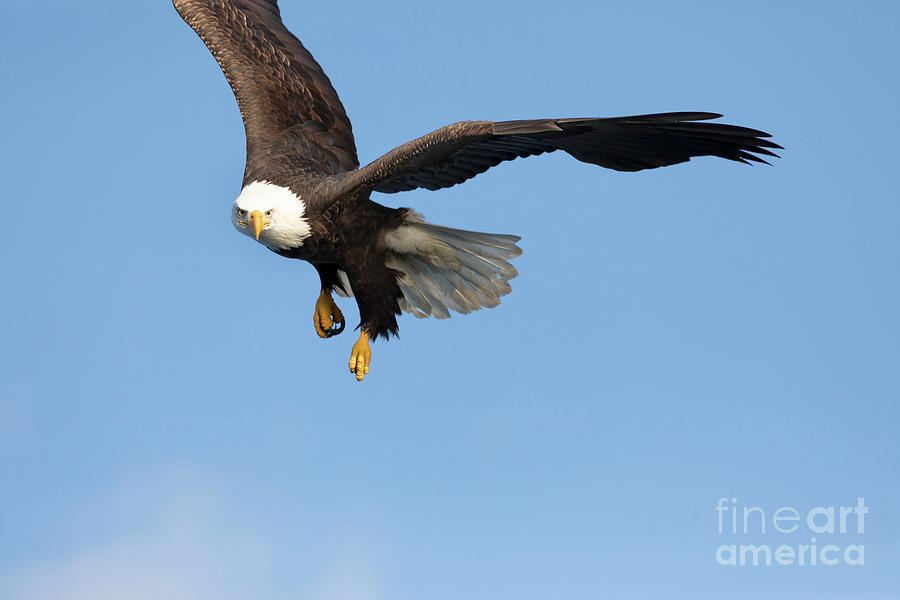 Bald eagle in flight #1 Photograph by Louise Heusinkveld