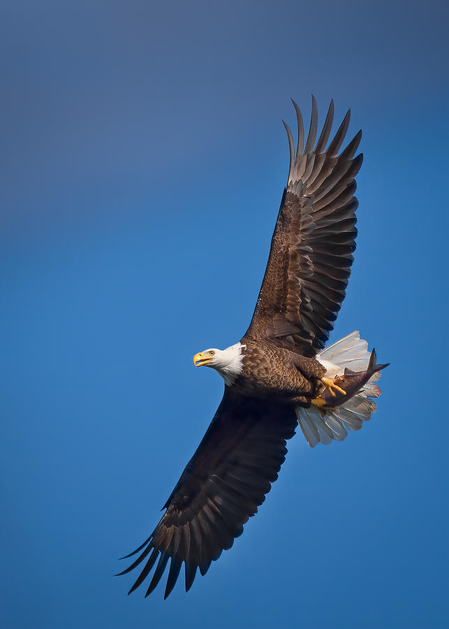 Bald Eagle In Flight #1 Photograph by Vicki Lai